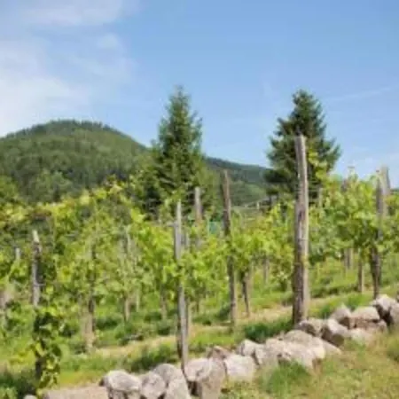 Chalet With Skiing And Horse Riding Nearby * Le Menil